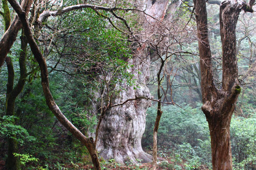 屋久島・縄文杉トレッキングで撮影した写真